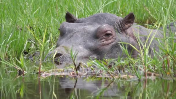 Gros Plan Hippopotame Dormant Dans Marais — Video