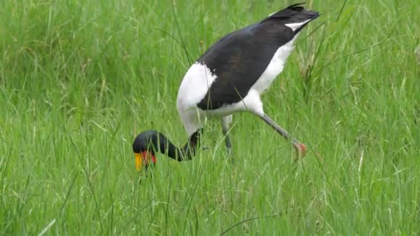 Close Saddle Billed Stork Hunting Fish — Stock Video