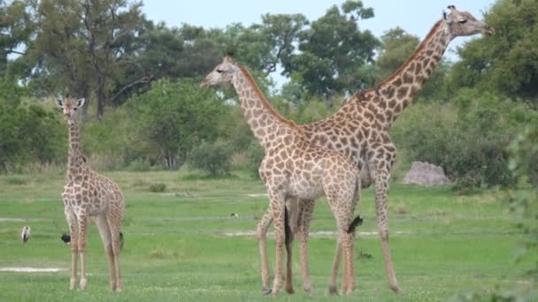 Família Girafa Andando Por — Vídeo de Stock