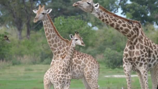 Família Girafa Andando Por — Vídeo de Stock