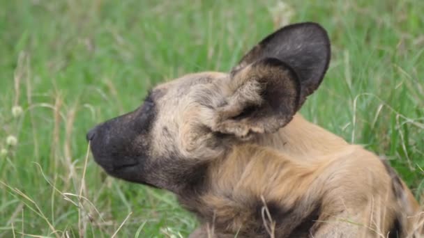 Cerca Perro Salvaje Africano Descansando Hierba — Vídeos de Stock