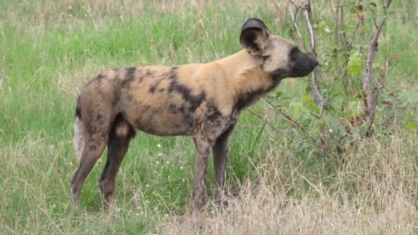 Cão Selvagem Africano Deitado Grama — Vídeo de Stock