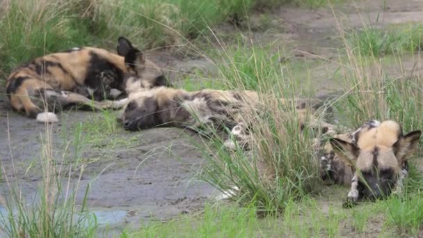 Manada Cães Selvagens Africanos Descansando Grama — Vídeo de Stock