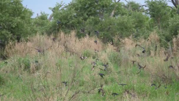 Enxame Aves Reserva Caça Moremi Botsuana — Vídeo de Stock