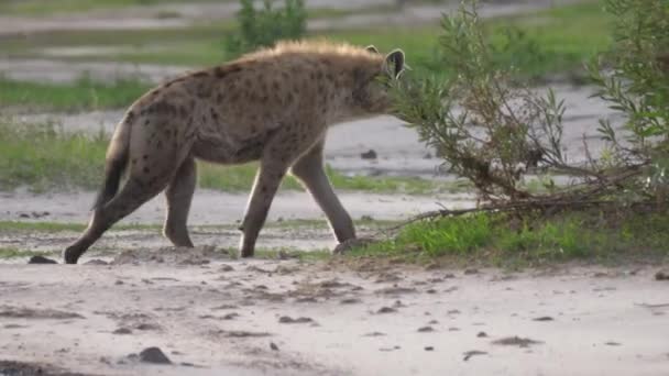 Hyena se promène à la savane 