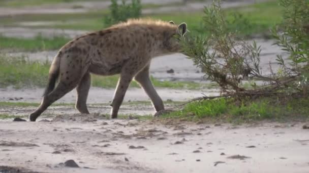 Hyena Loopt Rond Bij Savanne — Stockvideo