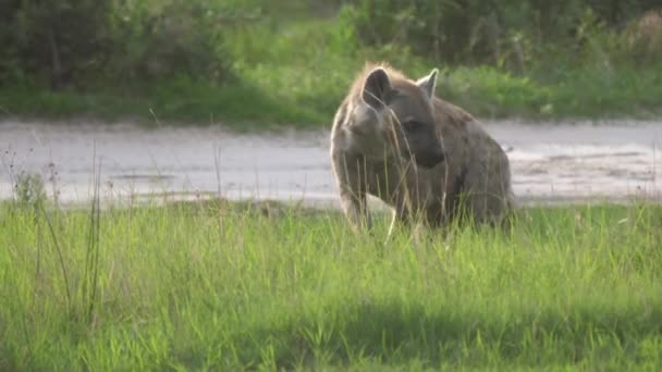 Hyena Loopt Rond Het Moremi Natuurreservaat Botswana — Stockvideo