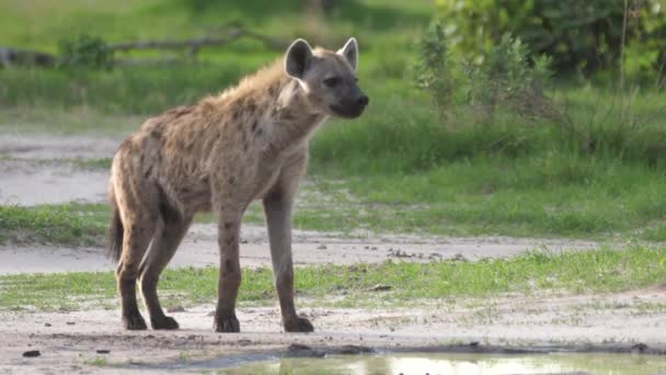 Hyena Står Savannen — Stockvideo