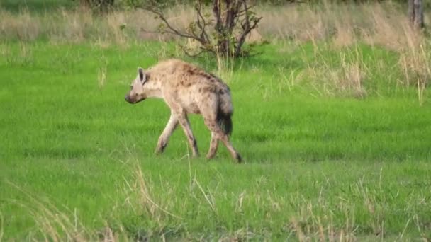 Hyena Elsétál Moremi Game Reserve Nél Botswanában — Stock videók