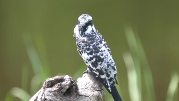 Pied Kingfisher Tree Trunk Looking — Stock Video