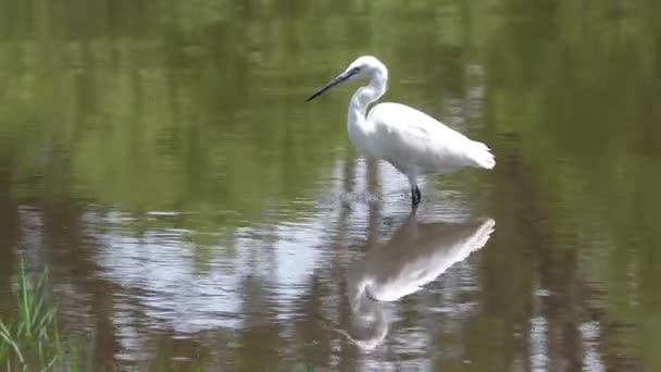 Grande Egret Caça Para Peixes — Vídeo de Stock