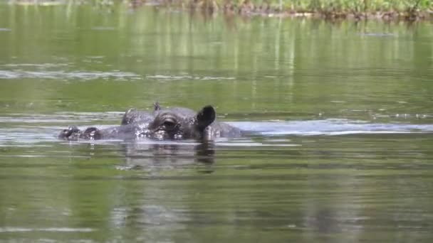 赤ちゃんカバとともに彼のお母さんダイビング水中 — ストック動画