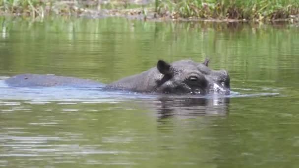 Hipopótamo Bebé Con Madre Lago — Vídeo de stock