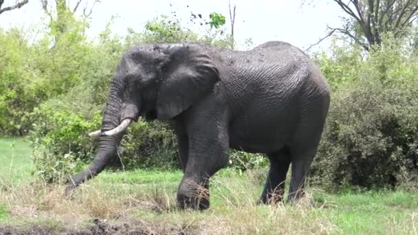 Elefante Africano Salpicando Lodo Cuerpo Aleja — Vídeos de Stock