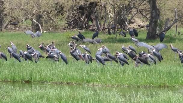 Groep Marabou Ooievaars Rond Een Meer — Stockvideo