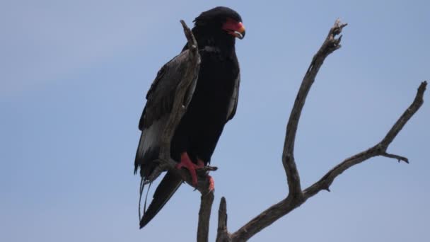 Bateleur Eagle Drzewie Moremi Game Reserve Botswanie — Wideo stockowe