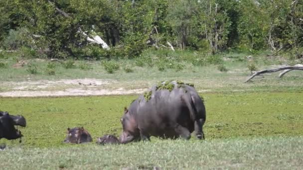 Hippopotame Avec Asclépiade Sur Dos Courant Vers Lac — Video