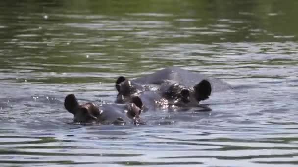 Two Hippos Lake — Stock Video