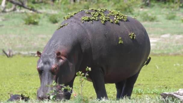 Hippopotamus Duckweed Grazing Lake — Stock Video