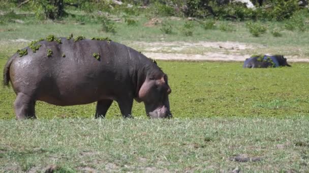 Hipopótamo Com Ervas Daninhas Caminhando Perto Lago — Vídeo de Stock