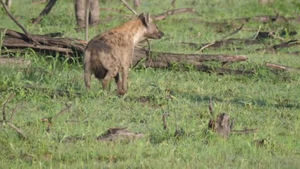 怀孕的鬣狗在灌木丛中行走 — 图库视频影像
