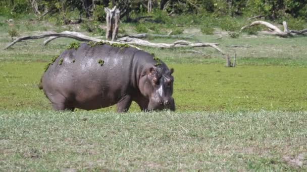 Hippopotamus Duckweed Pooping Lake — Stock Video