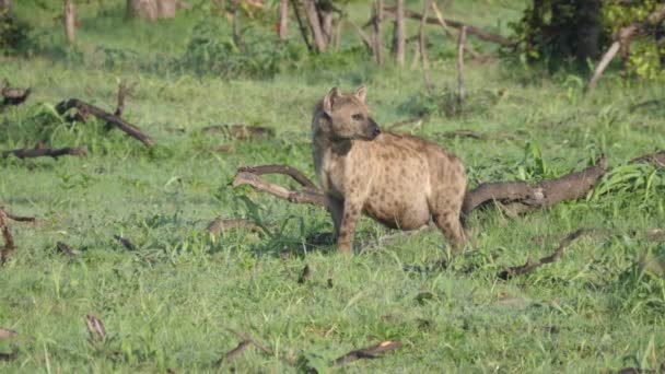 Hiena Embarazada Manchada Mirando Alrededor Del Arbusto — Vídeos de Stock