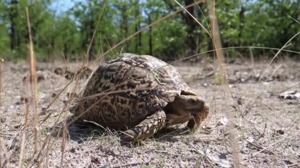 Želva Leopardí Pomalu Odchází — Stock video