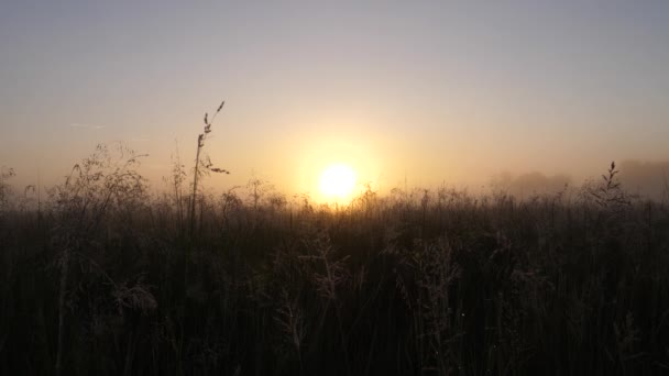 Solnedgång Vid Moremi Game Reserve Botswana — Stockvideo