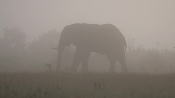 Elefante Pastando Uma Savana Nebulosa — Vídeo de Stock