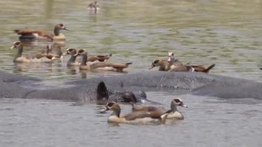 Mısırlı Kaz ile çevrili Hippopotamus 'a yakın gölde