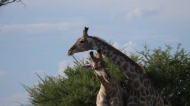 Moremi Oyun Rezervi, Botswana 'da iki zürafa dövüşüyor.