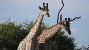Moremi Oyun Rezervi, Botswana 'da iki zürafa dövüşüyor.