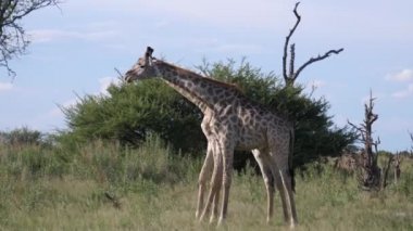 İki zürafa Moremi Oyun Rezervi, Botswana 'da kavga etmeye başladı.