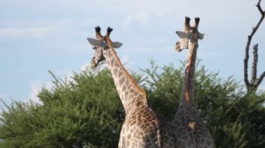 Moremi Oyun Rezervi, Botswana 'da iki zürafa dövüşüyor.