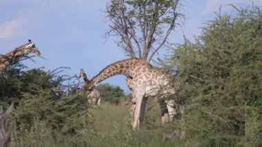 Moremi Oyun Rezervi, Botswana 'da iki zürafa dövüşüyor.