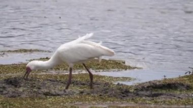 Spoonbill gölde yiyecek arıyor.