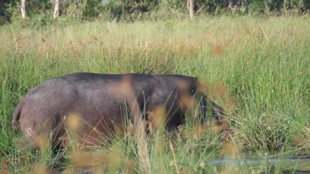 Hippopotamus Loopt Een Meer — Stockvideo