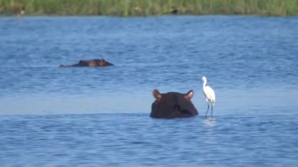 湖のカバの背中に白いサギ — ストック動画