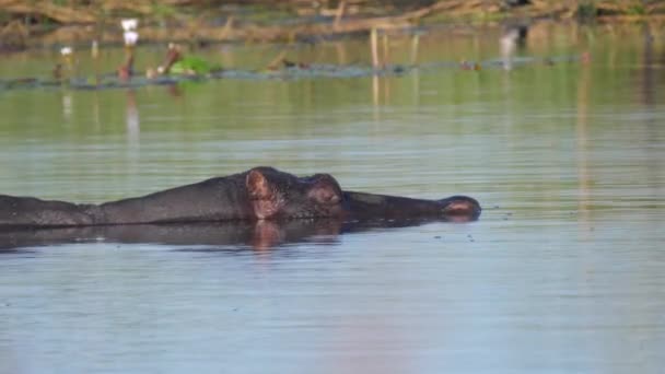 Hipopótamo Relaxante Lago — Vídeo de Stock