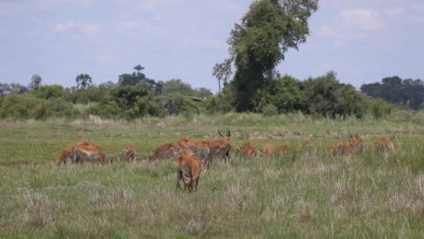 Стад Antelope Сайті Moremi Game Reserve Botswana — стокове відео