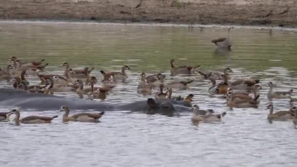 Hippopotamus Surrounded Egyptian Goose Lake — Stock Video