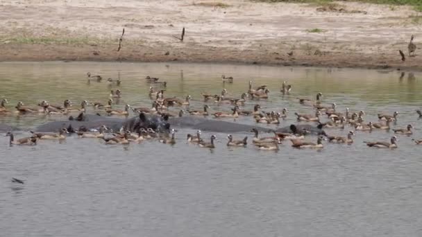 Hippopotamus Surrounded Egyptian Goose Lake — Stock Video