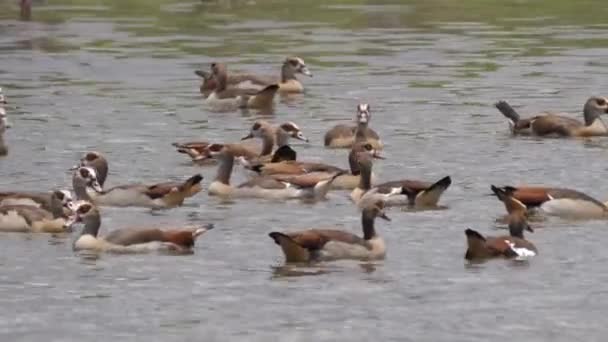 Grupo Ganso Egipcio Lago — Vídeos de Stock