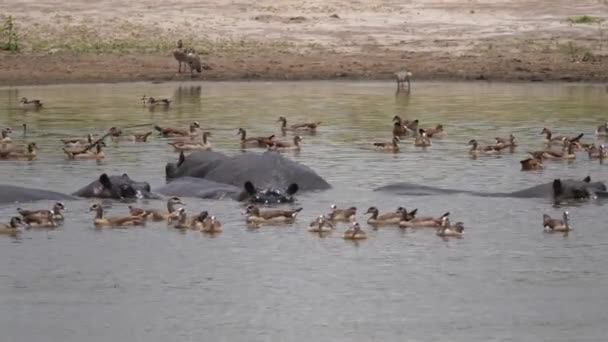 Hipopótamo Rodeado Ganso Egipcio Lago — Vídeos de Stock