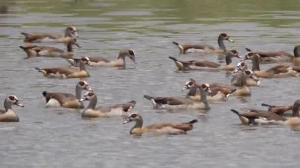 Grupo Ganso Egipcio Lago — Vídeos de Stock