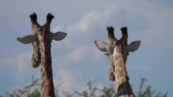 Deux Girafes Battent Dans Réserve Moremi Botswana — Video