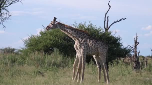 两名长颈鹿在博茨瓦纳莫雷米野生动物保护区开始战斗 — 图库视频影像