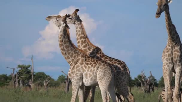 Два Жирафа Начинают Сражаться Заповеднике Мореми Ботсване — стоковое видео