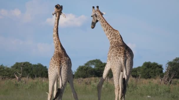 Två Giraffer Börjar Slåss Moremi Game Reserve Botswana — Stockvideo